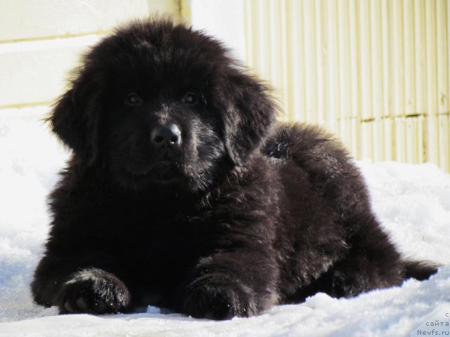 Фото: ньюфаундленд Black Tower Blue Velvet