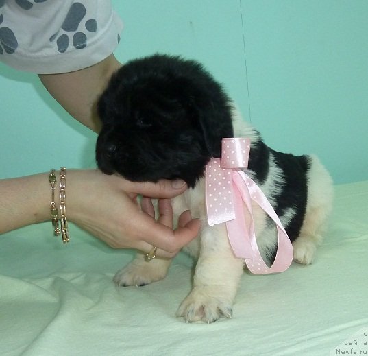 Фото: ньюфаундленд Супер Премиум Литониэль Валланинор (Super Premium Litoniel Vallaninor)