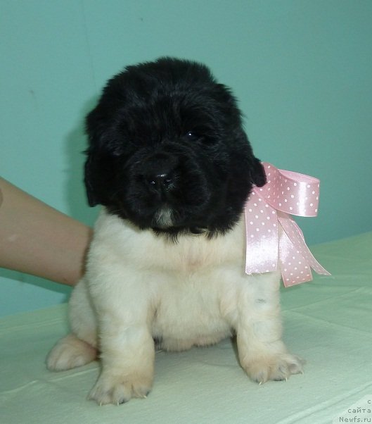 Фото: ньюфаундленд Супер Премиум Литониэль Валланинор (Super Premium Litoniel Vallaninor)