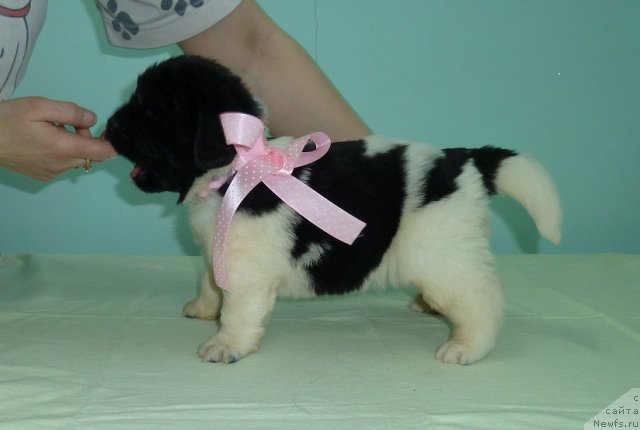 Фото: ньюфаундленд Супер Премиум Литониэль Валланинор (Super Premium Litoniel Vallaninor)