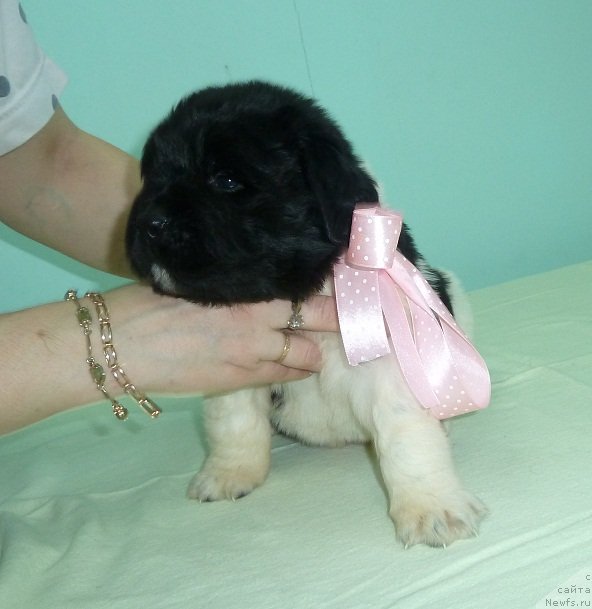 Фото: ньюфаундленд Супер Премиум Литониэль Валланинор (Super Premium Litoniel Vallaninor)