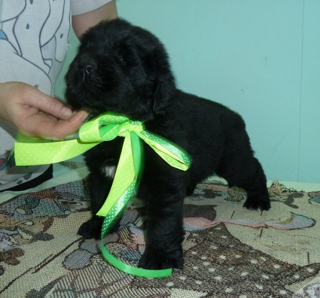 Фото: ньюфаундленд Супер Премиум Лиллихаммер (Super Premium Lillihamer)