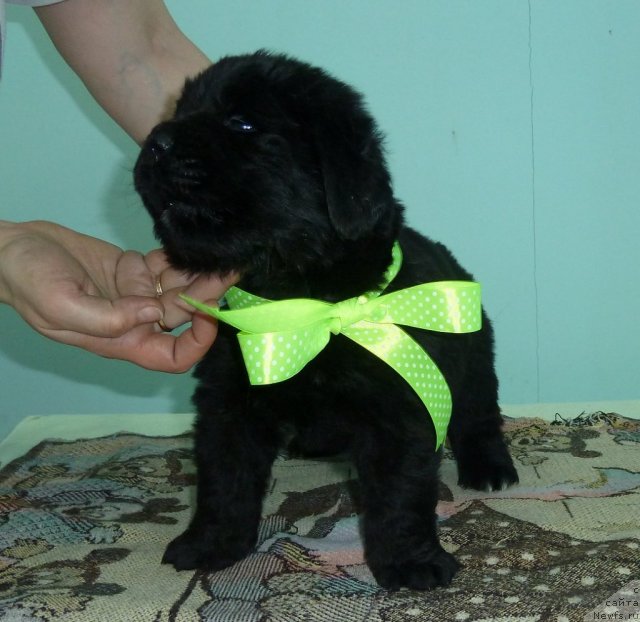 Фото: ньюфаундленд Супер Премиум Леонардо