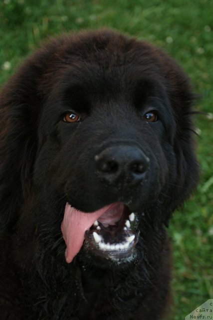 Фото: ньюфаундленд Сказочная Кроха Морган
