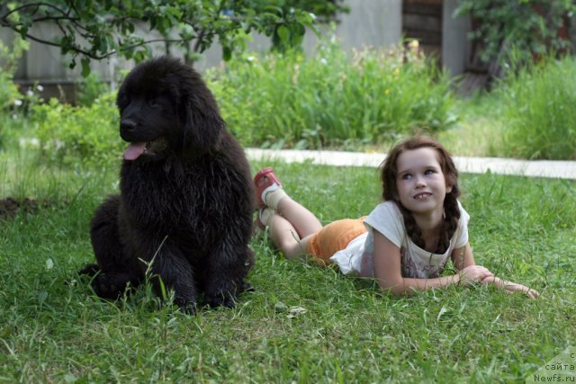 Фото: ньюфаундленд Сказочная Кроха Морган