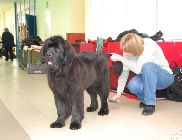 Фото: ньюфаундленд Вом Ватерфалл Лэнд Ай Петри (Vom Waterfall Land Ay Petri)