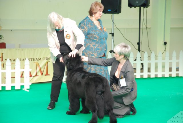Фото: ньюфаундленд Вом Ватерфалл Лэнд Ай Петри (Vom Waterfall Land Ay Petri)