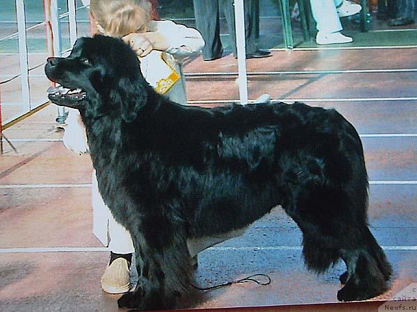 Фото: ньюфаундленд Севертан Легенда Грации