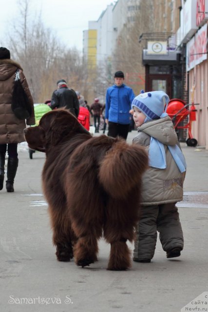 Фото: ньюфаундленд Лесная Сказка Королевский Медведь (Lesnaja Skazka Korolevskiy Medved)