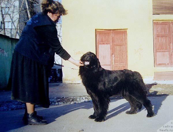 Фото: Ирина Панюшкина, ньюфаундленд Арабская Ночь