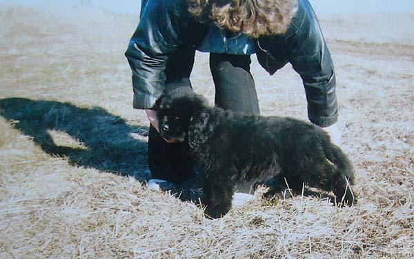 Фото: Ирина Панюшкина, ньюфаундленд Севертан Рожденная Легендой