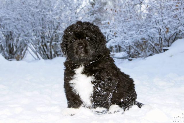 Фотография № 90897