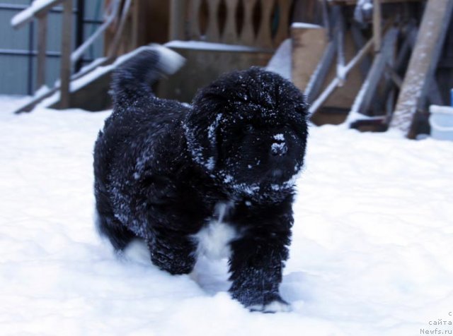 Фотография № 90901