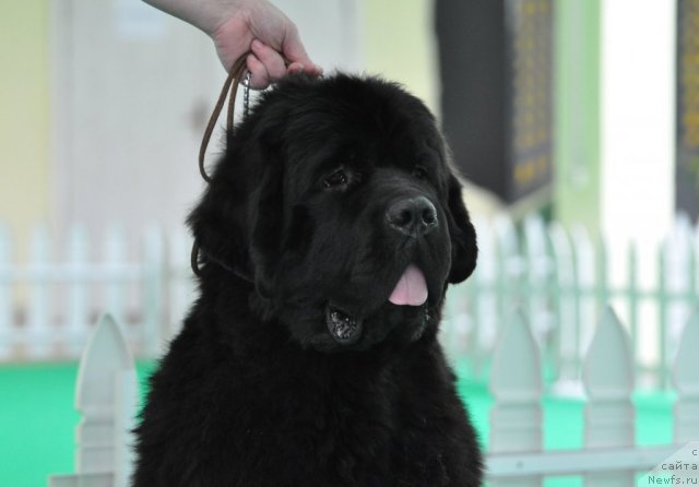 Фото: ньюфаундленд Бегущая по Волнам Зефирин Друэн (Beguschaya po Volnam Zephirine Drouhin)