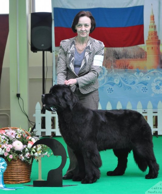 Фото: ньюфаундленд Бегущая по Волнам Зефирин Друэн (Beguschaya po Volnam Zephirine Drouhin), Ольга Королева
