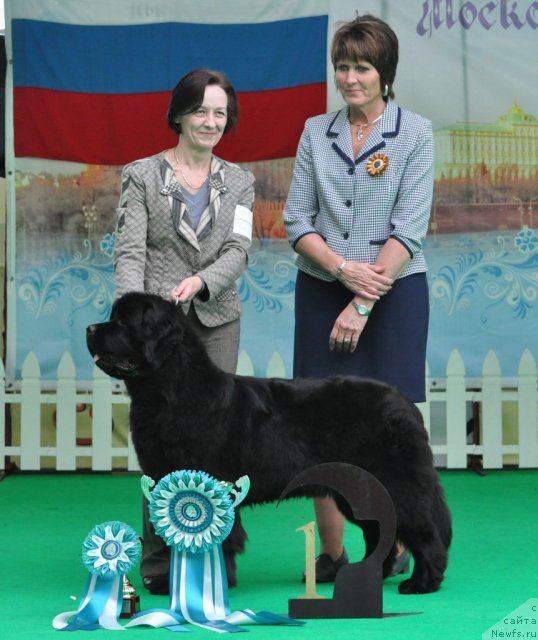 Фото: ньюфаундленд Бегущая по Волнам Зефирин Друэн (Beguschaya po Volnam Zephirine Drouhin), Ольга Королева