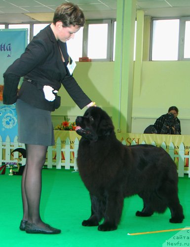 Фото: ньюфаундленд Особа Статная из Медвежьего Яра