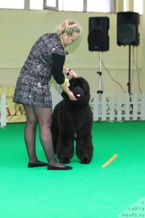 Фото: ньюфаундленд Плюшевая Панда Удивительная Кейт (Plushevaya Panda Udivitelnaja Kejt)