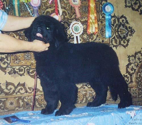 Фото: ньюфаундленд Блэк Долли Пейв Блэк (Blek Dolli Peyv Black)