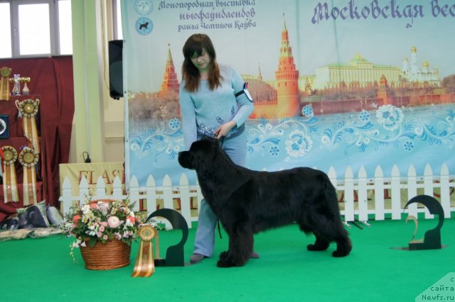 Фото: ньюфаундленд Сент Джонс Ульрика (Sent Djons Ulrika)