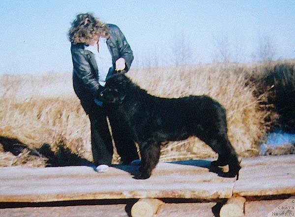 Фото: ньюфаундленд Блэк Долли Пейв Блэк (Blek Dolli Peyv Black), Ирина Панюшкина