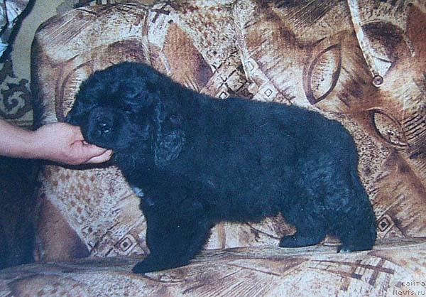 Фото: ньюфаундленд Данс Мемори Дива Дивная