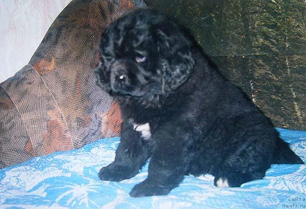 Фото: ньюфаундленд Данс Мемори Дива Дивная