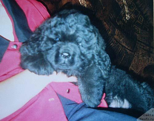 Фото: ньюфаундленд Данс Мемори Дива Дивная