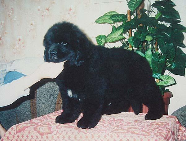 Фото: ньюфаундленд Бекингем