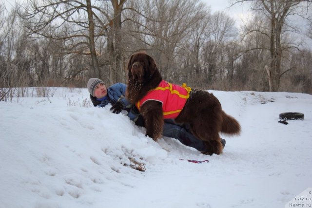 Фото: ньюфаундленд Лесная Сказка Королевский Медведь (Lesnaja Skazka Korolevskiy Medved), Дмитрий Самарцев