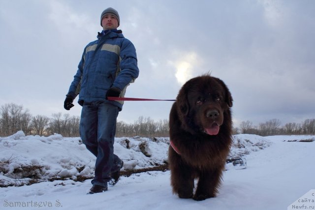 Фото: ньюфаундленд Лесная Сказка Королевский Медведь (Lesnaja Skazka Korolevskiy Medved), Дмитрий Самарцев