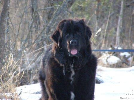 Фото: ньюфаундленд Смигар Шелковая Ночь (Smigar Shelkovaya Noch)