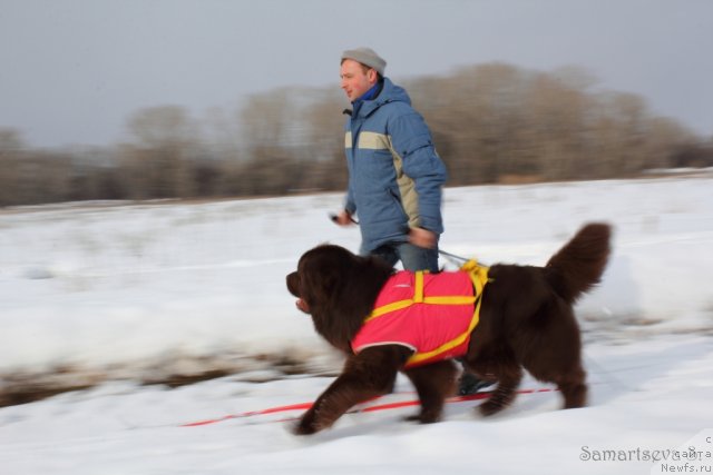 Фото: ньюфаундленд Лесная Сказка Королевский Медведь (Lesnaja Skazka Korolevskiy Medved), Дмитрий Самарцев