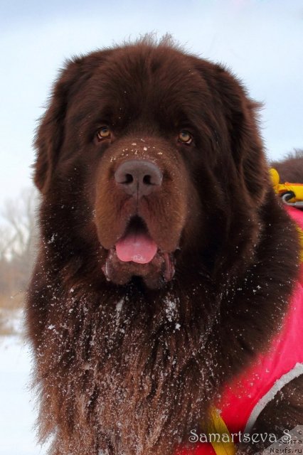 Фото: ньюфаундленд Лесная Сказка Королевский Медведь (Lesnaja Skazka Korolevskiy Medved)