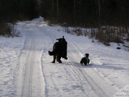 Фото: ньюфаундленд Смигар Шелковая Ночь (Smigar Shelkovaya Noch)