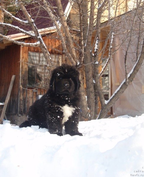 Фото: ньюфаундленд Супер Бизон Зерр Гуд