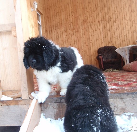 Фото: Дети питомника, Наталия Снигирева