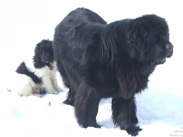 Фото: ньюфаундленд Плюшевая Панда Роскошная Леди Диана (Plushevaya Panda Roskoshnaya Lady Diana)
