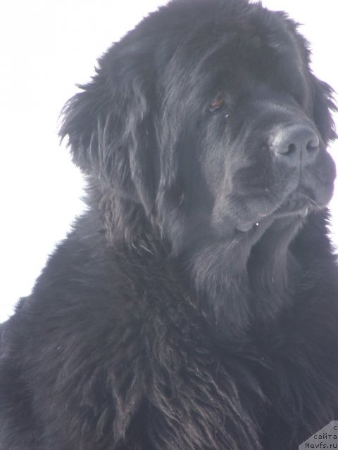 Фото: ньюфаундленд Плюшевая Панда Роскошная Леди Диана (Plushevaya Panda Roskoshnaya Lady Diana)