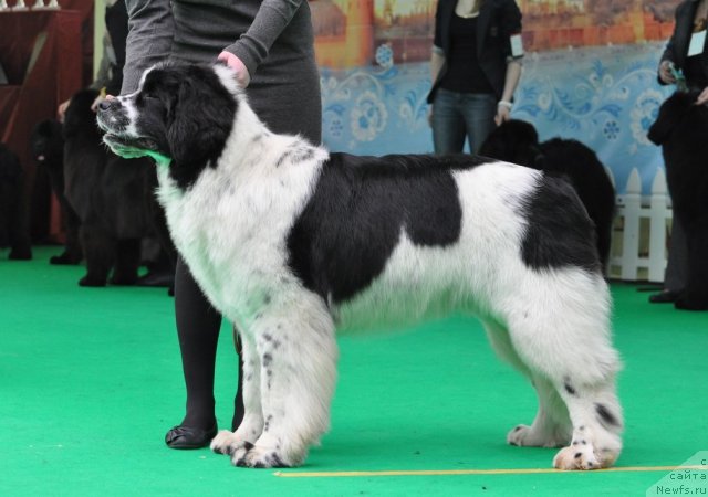 Фотография № 91076