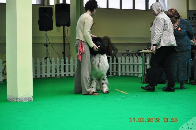 Фото: ньюфаундленд Питерньюф Плэй Бой (Piternyuf Play Boy)