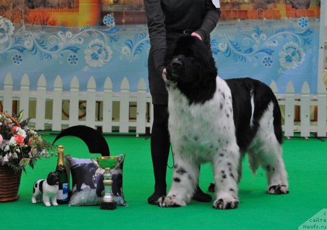 Фото: ньюфаундленд Питерньюф Продижи (Piternyuf Prodigy)