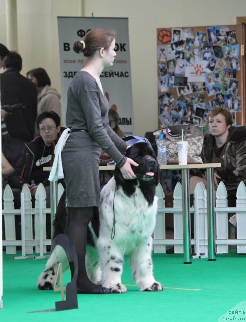 Фото: ньюфаундленд Питерньюф Продижи (Piternyuf Prodigy)