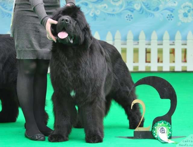 Фотография № 91093