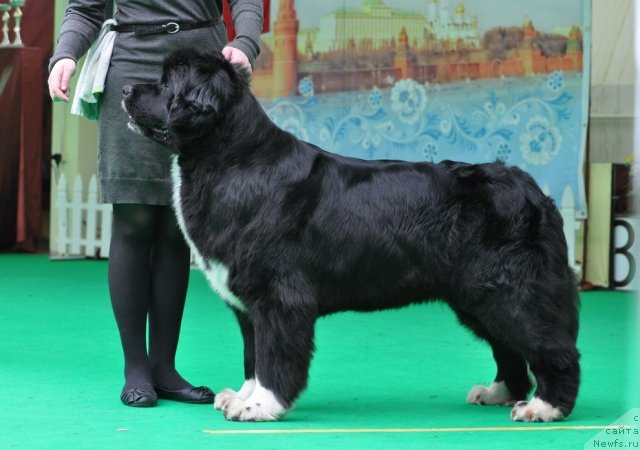Фото: ньюфаундленд Маг Исполин Лавина (Mag Ispolin Lavina)