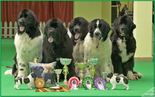 Фото: ньюфаундленд Питерньюф Продижи (Piternyuf Prodigy), ньюфаундленд Акватория Келвин Онли Лав (Aquatoriya Kelvin Only Love), ньюфаундленд Флюфи Аваланч Смалл Стар Вилл Оутшине Алл (Fluffy Avalancn Small Star Will Outshine All), ньюфаундленд Флюфи Аваланч Сатисфастион оф Май Амбитионс (Fluffy Avalanche Satisfaction of My Ambitions), ньюфаундленд Маг Исполин Лавина (Mag Ispolin Lavina)