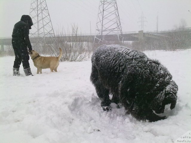 Фото: ньюфаундленд Великий Медведь Загадка