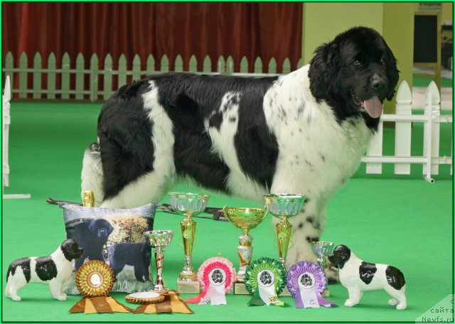 Фото: ньюфаундленд Питерньюф Продижи (Piternyuf Prodigy)