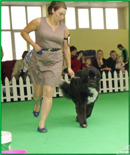 Фото: Ксения Семикова, ньюфаундленд Питерньюф Енигма (Piternyuf Enigma)