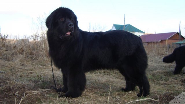 Фото: ньюфаундленд Пассия Короля из Медвежьего Яра (Passia Korolya iz Medvejyego Yara)